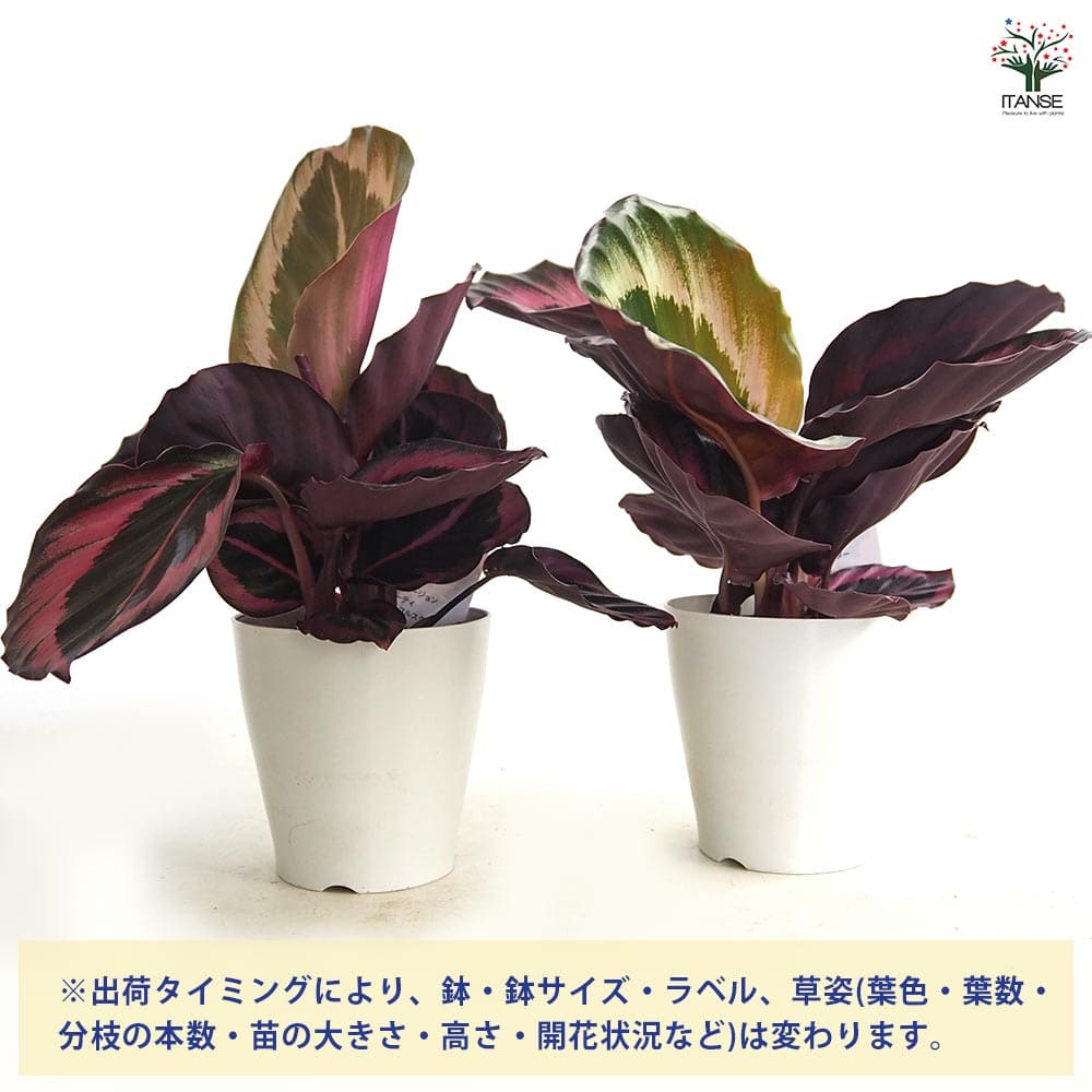 カラテア レッドモジョ 【観葉植物 4号】｜ 【植物のITANSE
