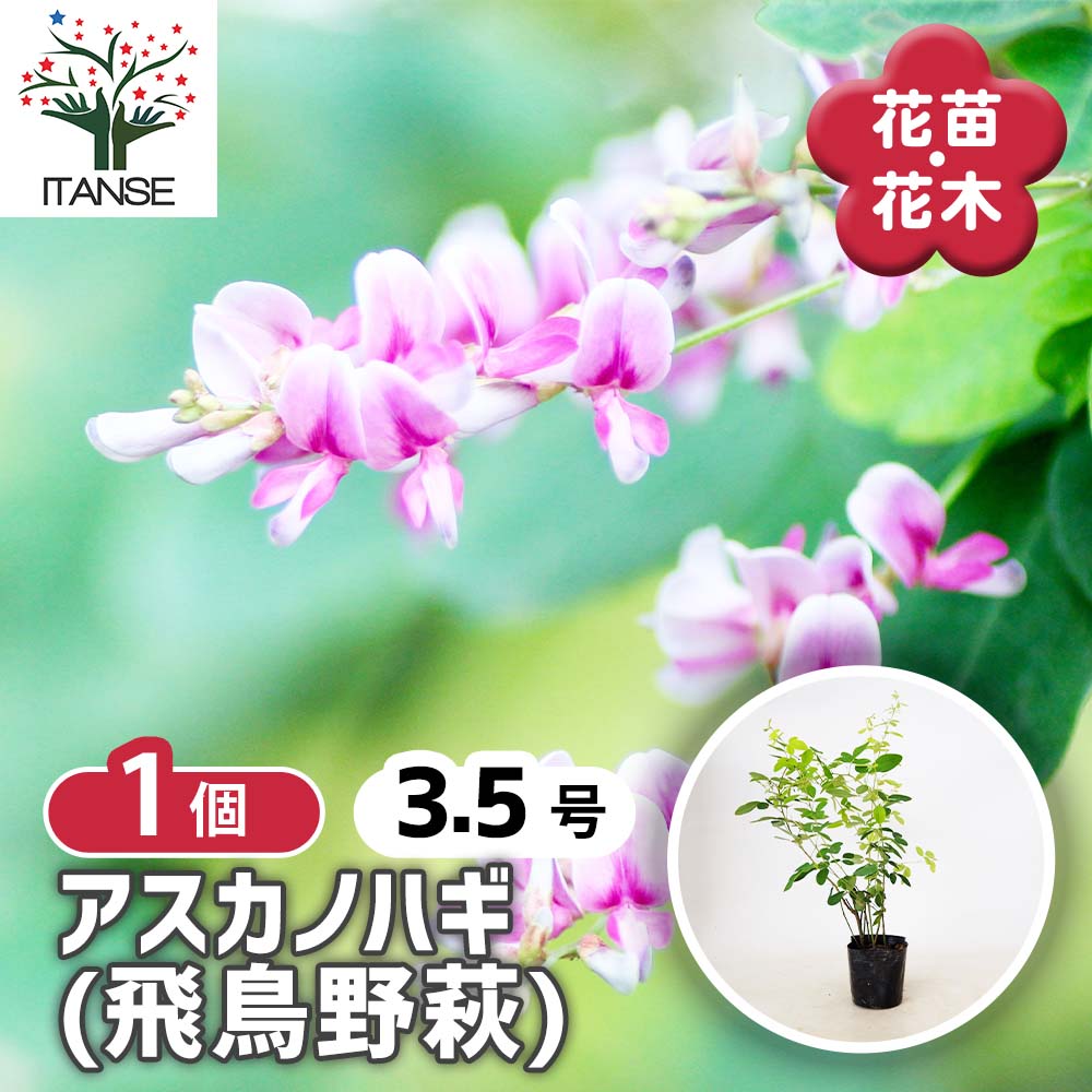 ハギ アスカノハギ 【 花木苗 3.5号 ／1個売り 】