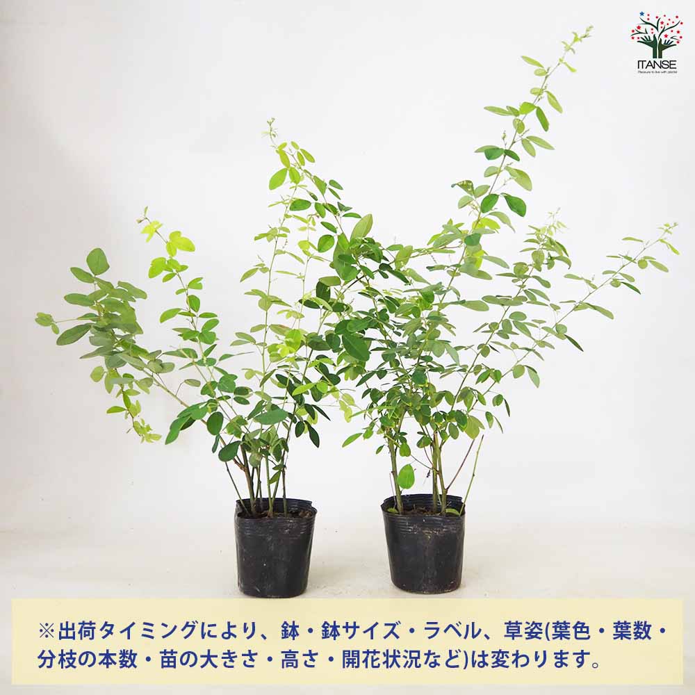 ハギ アスカノハギ 【 花木苗 3.5号 ／1個売り 】