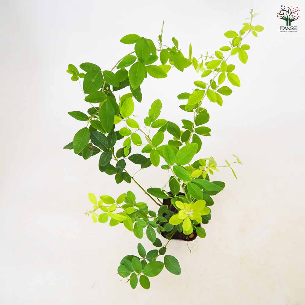 ハギ アスカノハギ 【 花木苗 3.5号 ／1個売り 】