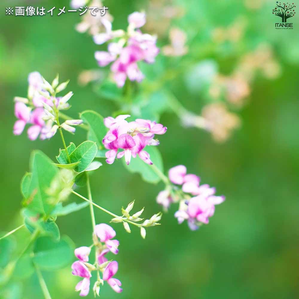 ハギ アスカノハギ 【 花木苗 3.5号 ／1個売り 】