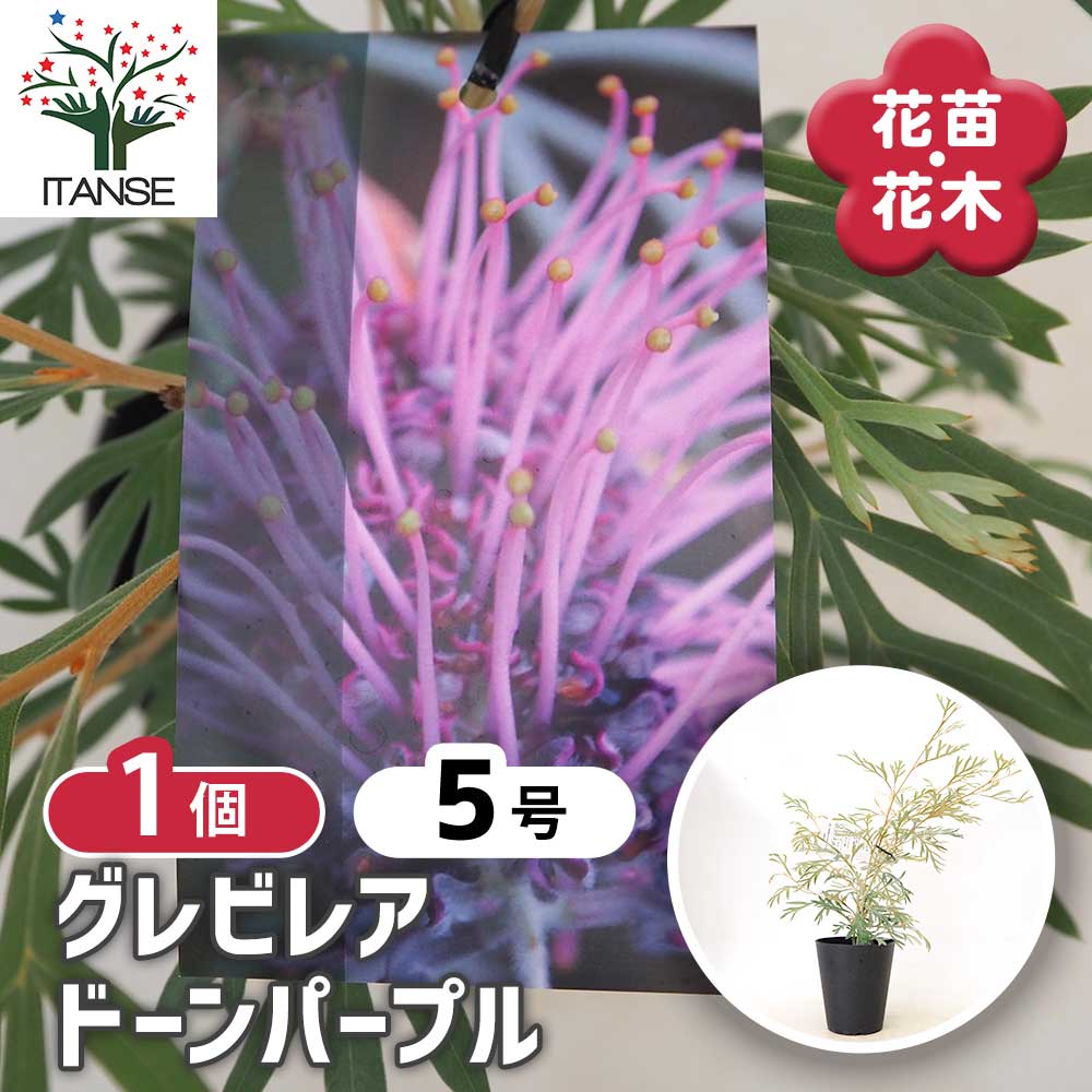 グレビレア ドーンパープル 【 花木苗 5号 ／1個売り 】｜ 【植物の