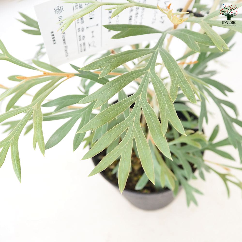 グレビレア ドーンパープル 【 花木苗 5号 ／1個売り 】｜ 【植物の