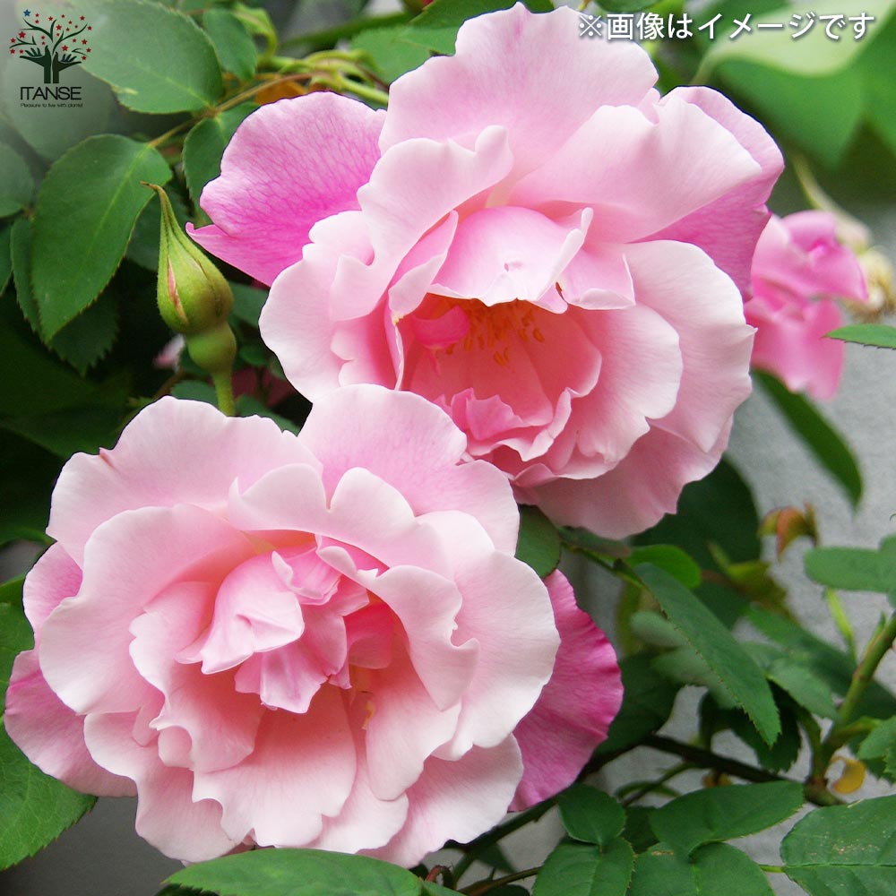 つる薔薇 スパニッシュビューティー【花苗 5号角鉢新苗／1個売り