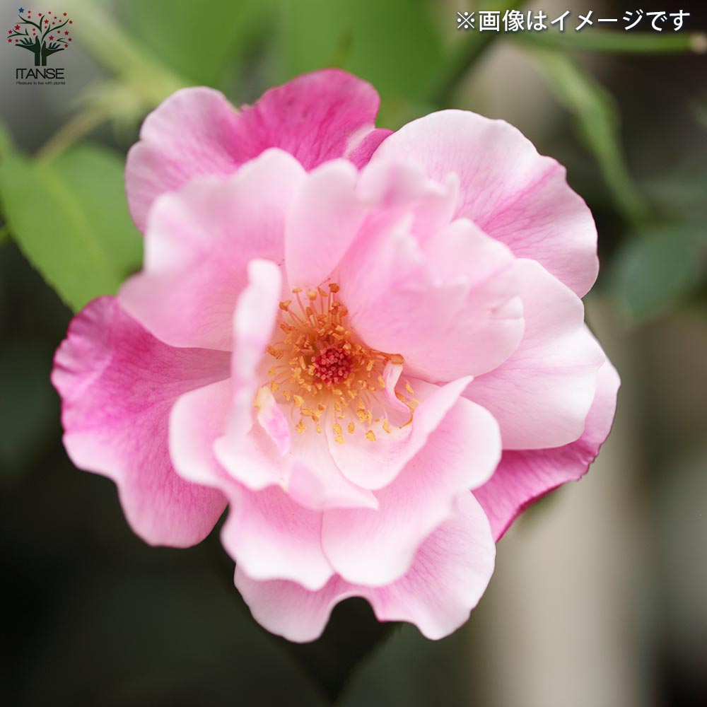 つる薔薇 スパニッシュビューティー【花苗 5号角鉢新苗／1個売り