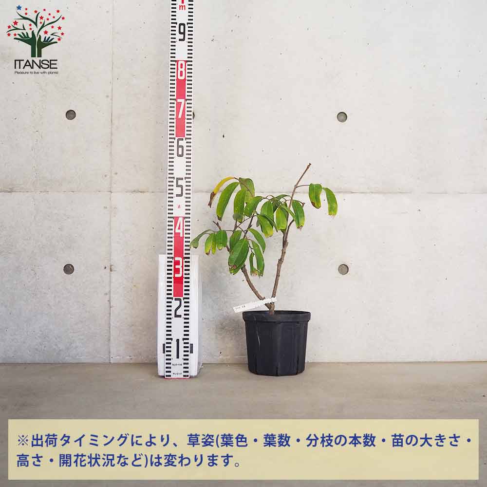 ライチ佐多【果樹の苗木 18cmポット／1個売り】｜ 【植物の
