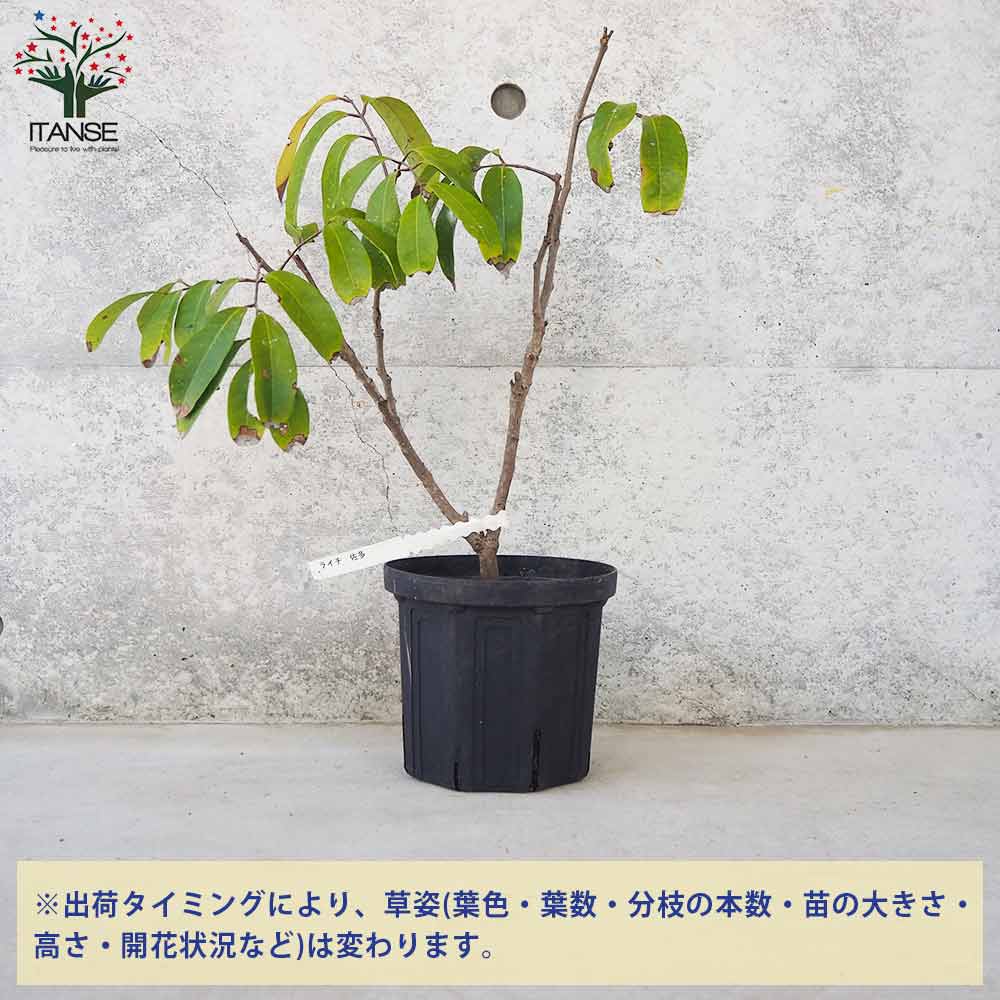 ライチ佐多【果樹の苗木 18cmポット／1個売り】｜ 【植物の