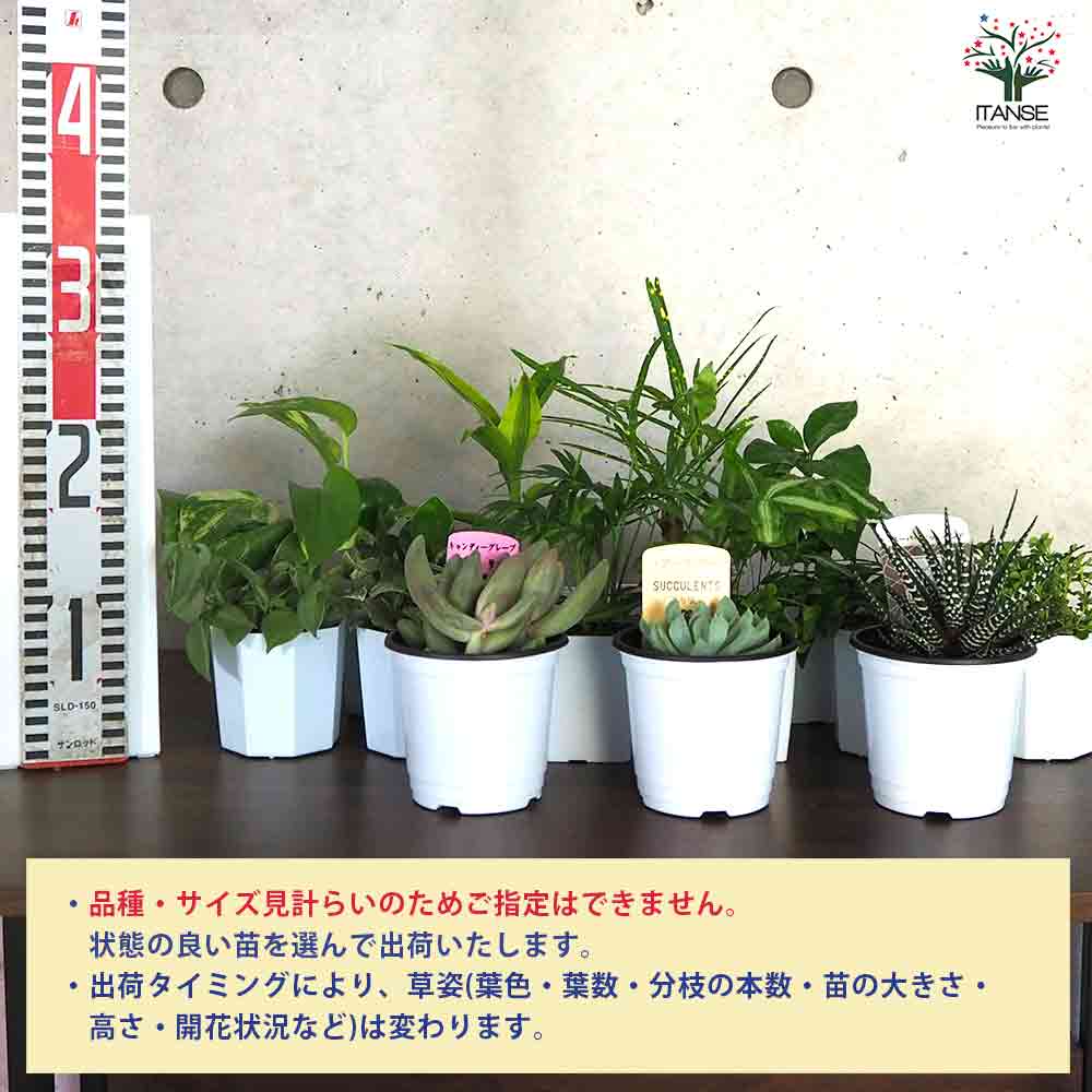 ミニ観葉+多肉植物ディスプレイ&生育棚 自動水やり器付き・木製くさび