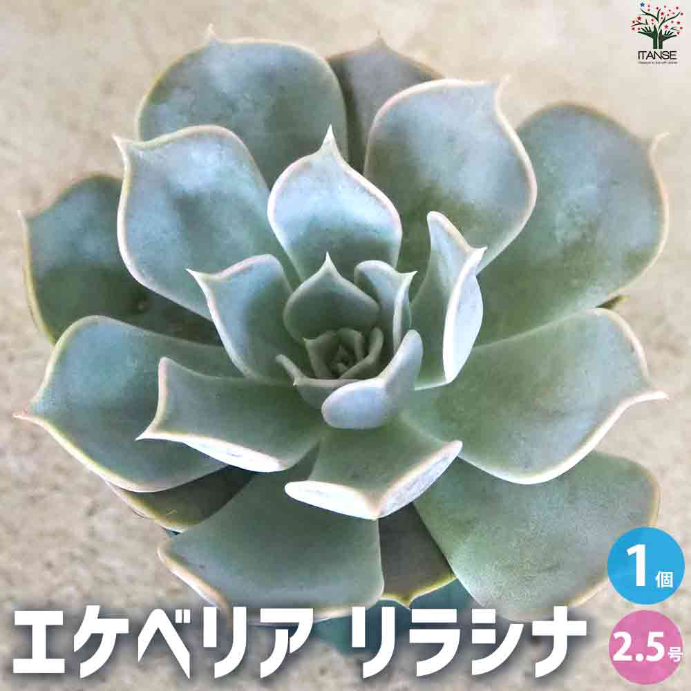 エケベリア リラシナ 【多肉植物 2.5号鉢／1個売り】