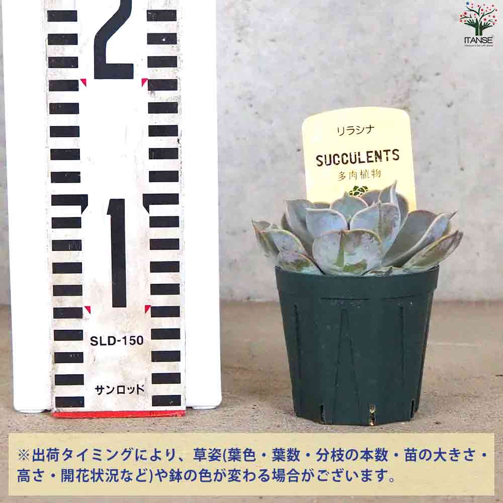 エケベリア リラシナ 【多肉植物 2.5号鉢／1個売り】