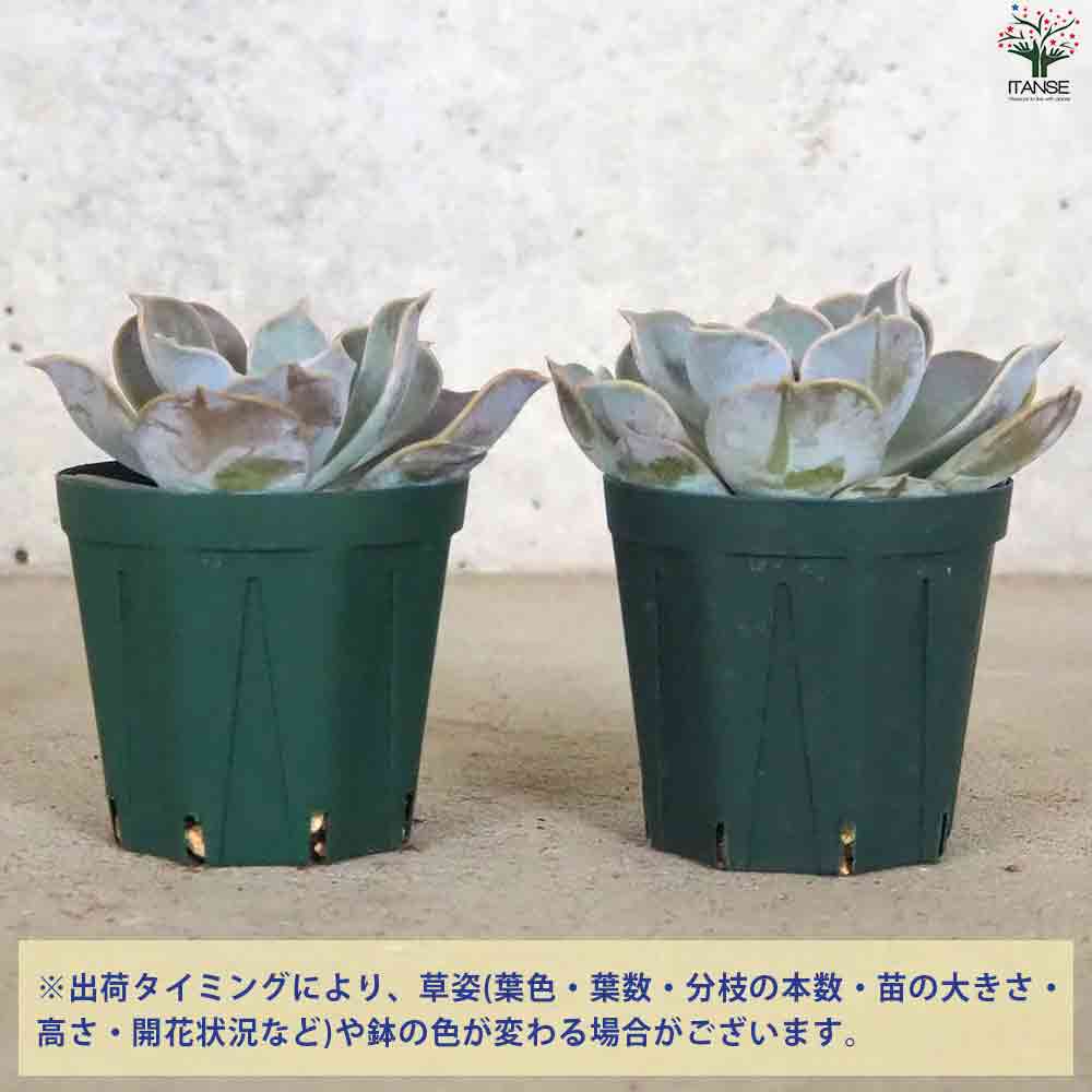 エケベリア リラシナ 【多肉植物 2.5号鉢／1個売り】｜ 【植物の