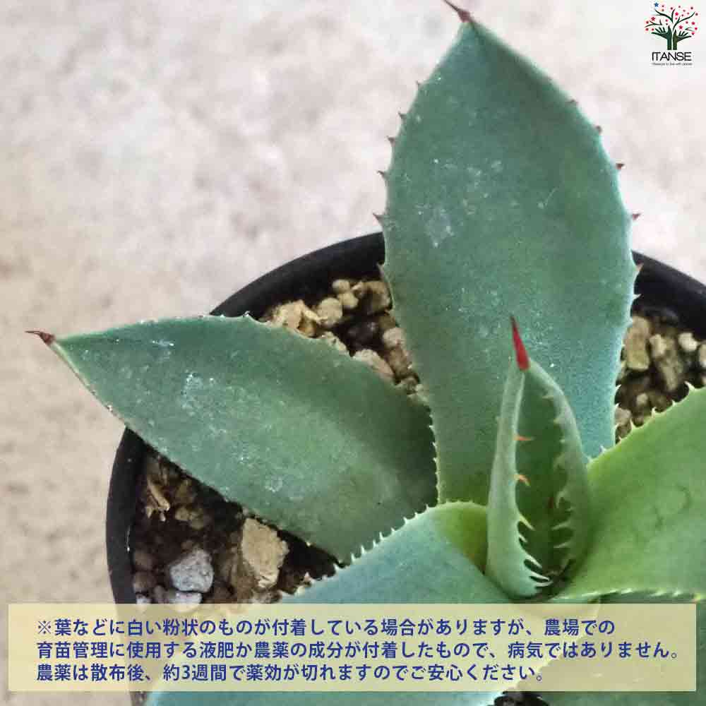 アガベ バリートランカータ 【多肉植物 2.5号鉢／1個売り】｜ 【植物の