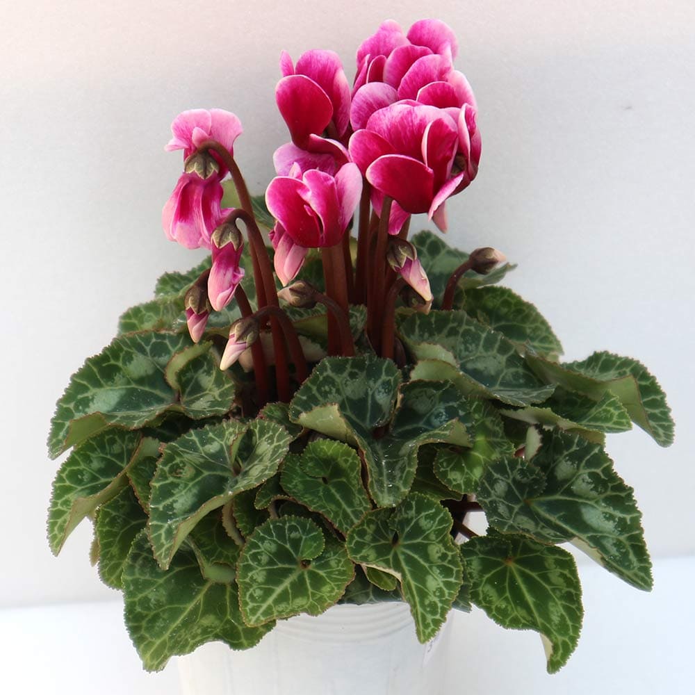 ガーデンシクラメン ベラノ フジダークバイオレット【花苗 9cm