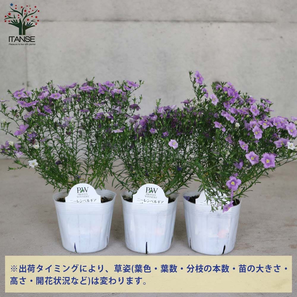 ニーレンベルギア オーガスタ ブルー 【花苗 3.5号】｜ 【植物の
