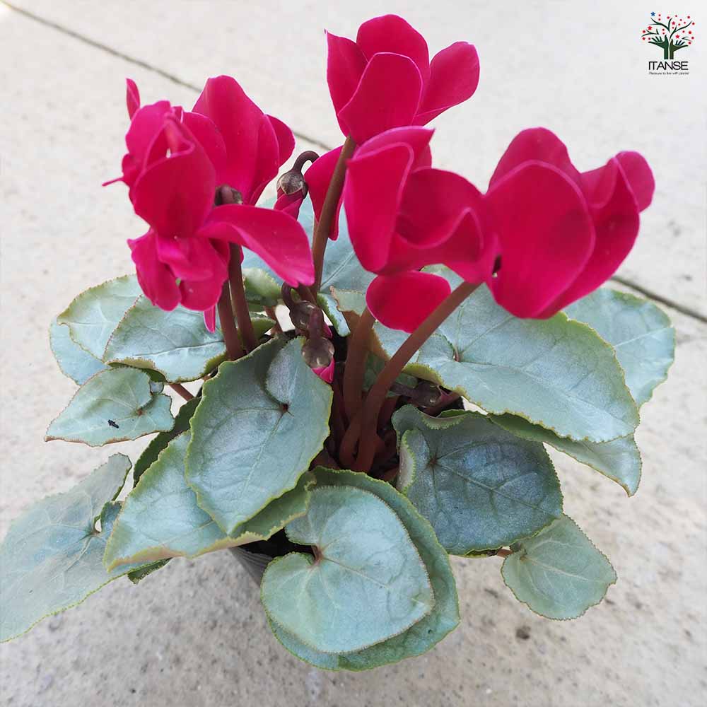 シクラメン プラチナリーフ・アフロディーテ【花苗 3号ポット】