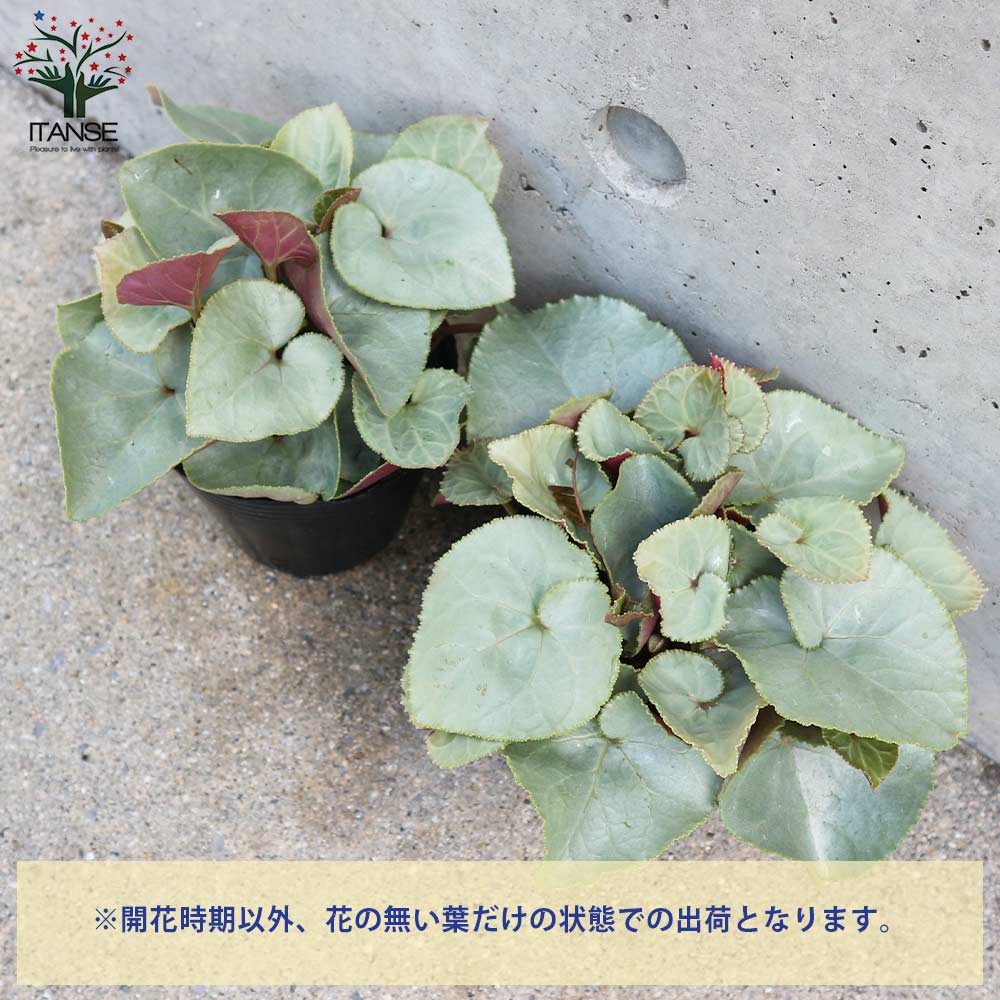 シクラメン プラチナリーフ・アフロディーテ【花苗 3号ポット】