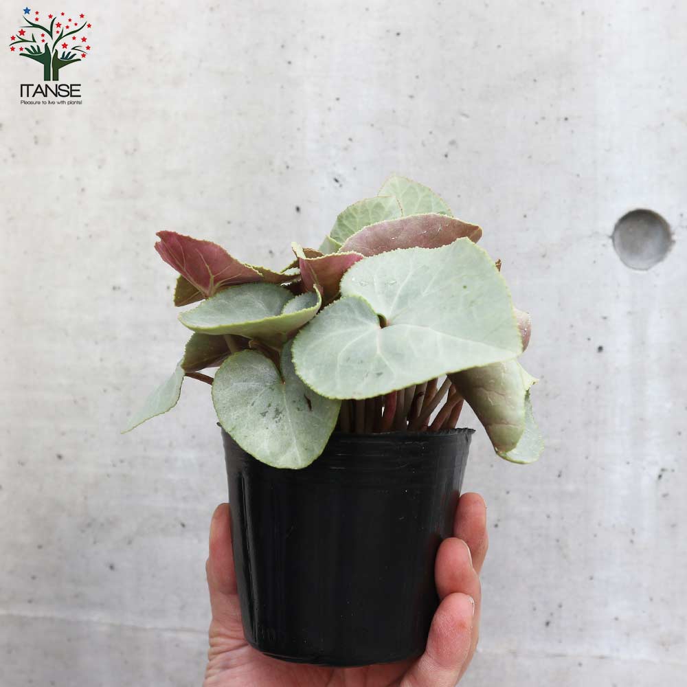 シクラメン プラチナリーフ・アフロディーテ【花苗 3号ポット】