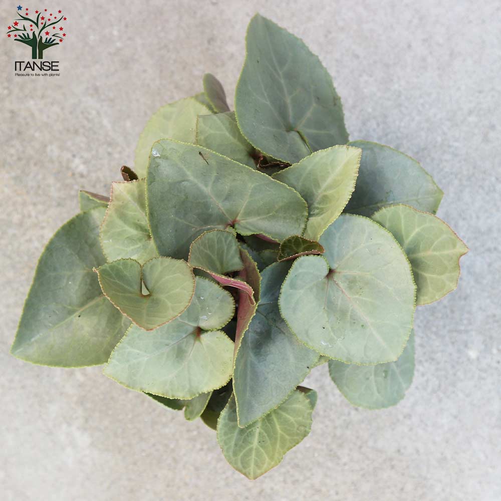 シクラメン プラチナリーフ・アフロディーテ【花苗 3号ポット】