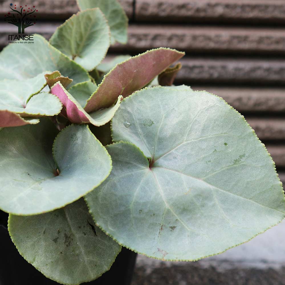 シクラメン プラチナリーフ・アフロディーテ【花苗 3号ポット】