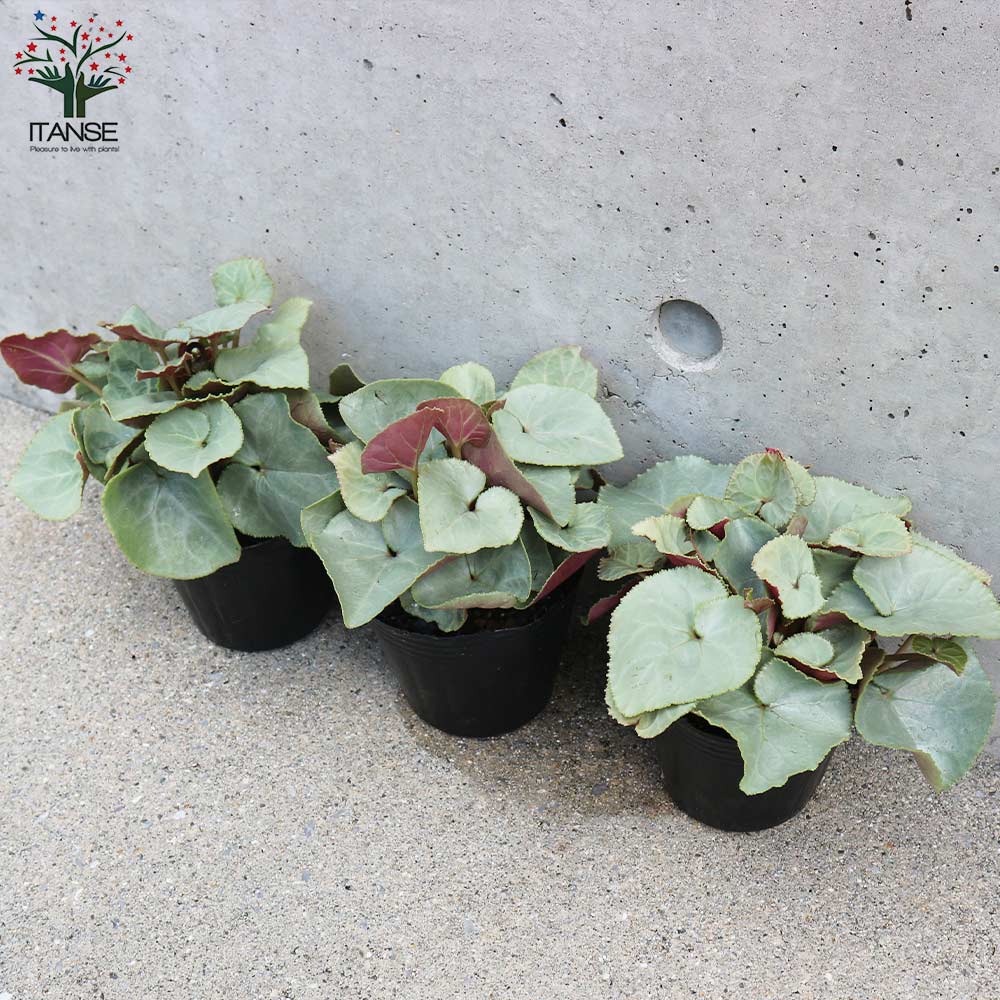 シクラメン プラチナリーフ・アフロディーテ【花苗 3号ポット】