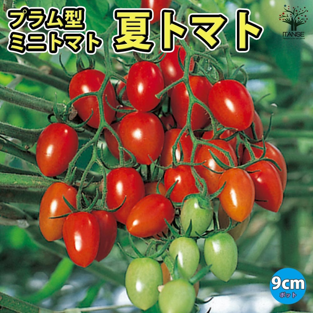 夏トマト2個～【野菜苗 9cmポット自根苗】