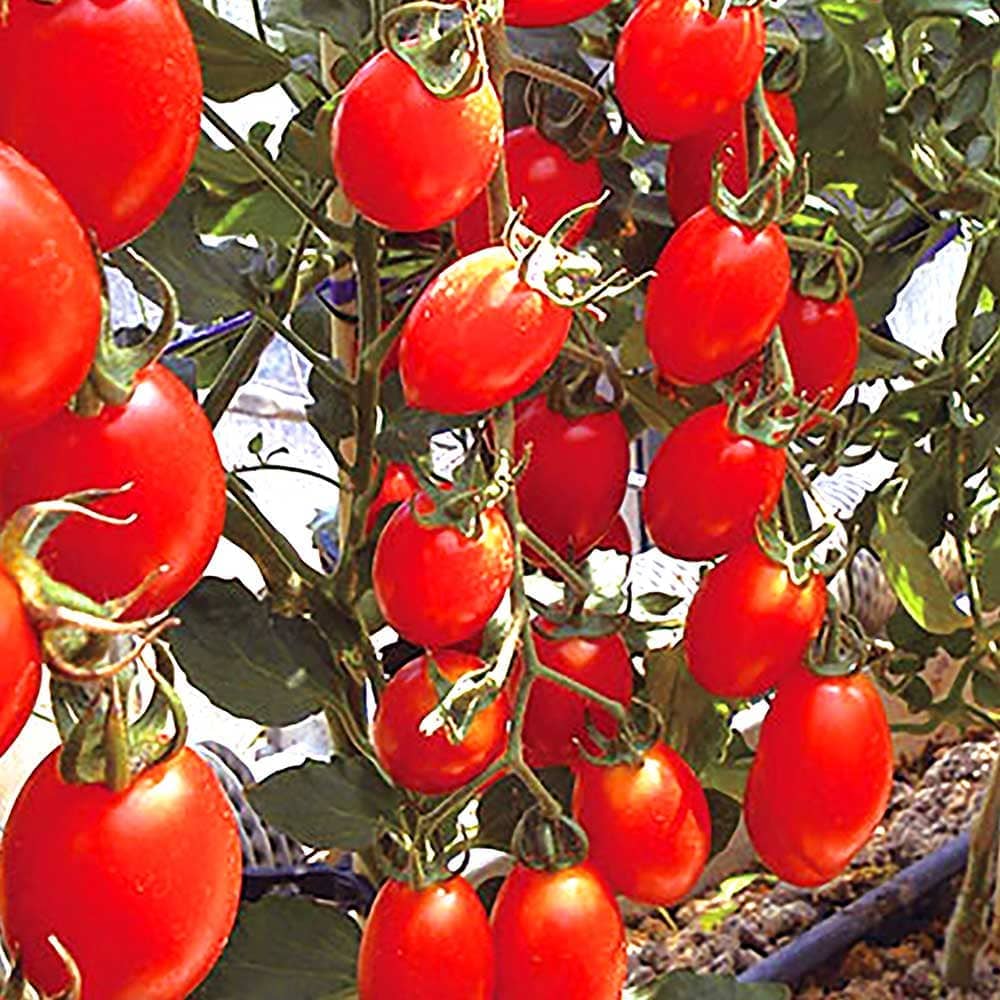 夏トマト2個～【野菜苗 9cmポット自根苗】