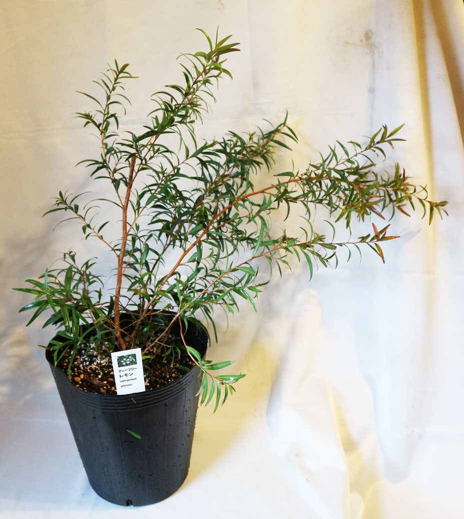ティーツリーレモン希少な大株21cmポット(輸送しやすいように主枝を摘心しています)【ハーブ苗21cmポット/1個】