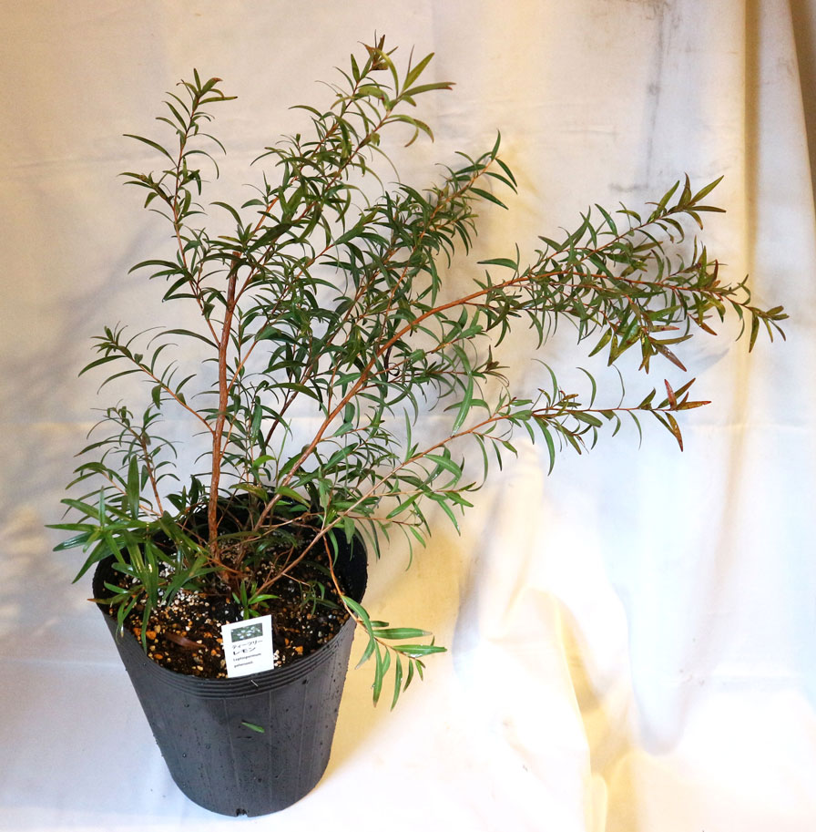 ティーツリーレモン希少な大株21cmポット(輸送しやすいように主枝を摘心しています)【ハーブ苗21cmポット/1個】