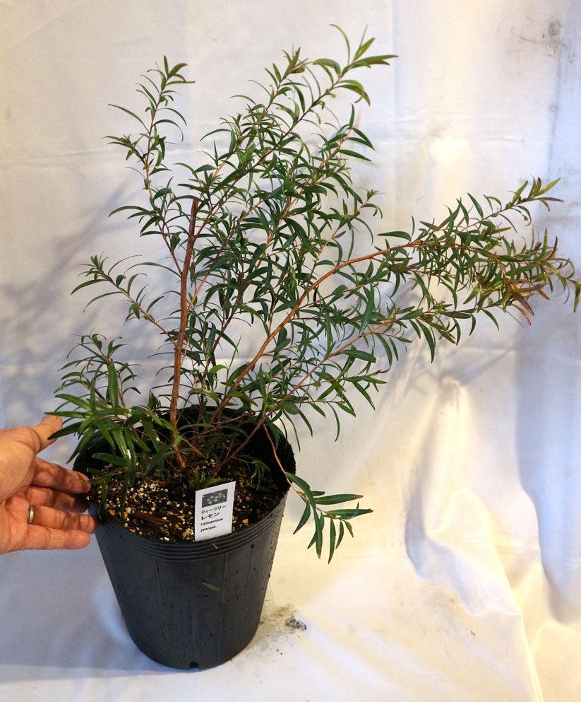 ティーツリーレモン希少な大株21cmポット(輸送しやすいように主枝を摘心しています)【ハーブ苗21cmポット/1個】