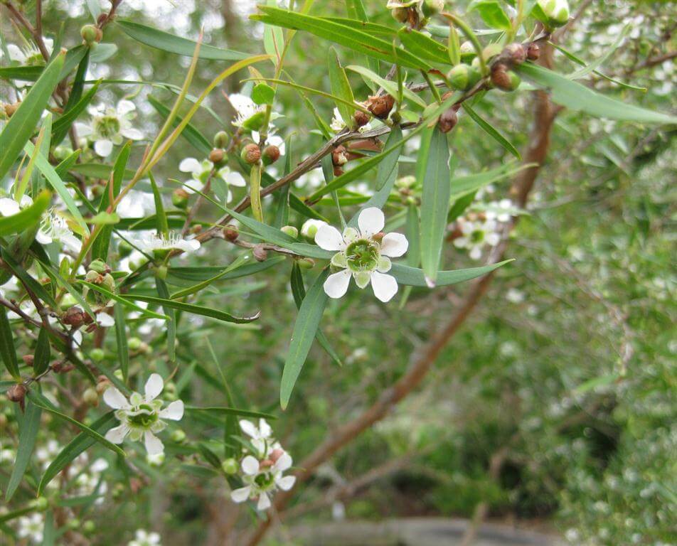 ティーツリーレモン希少な大株21cmポット(輸送しやすいように主枝を摘心しています)【ハーブ苗21cmポット/1個】
