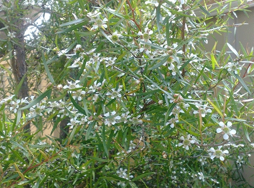 ティーツリーレモン希少な大株21cmポット(輸送しやすいように主枝を摘心しています)【ハーブ苗21cmポット/1個】