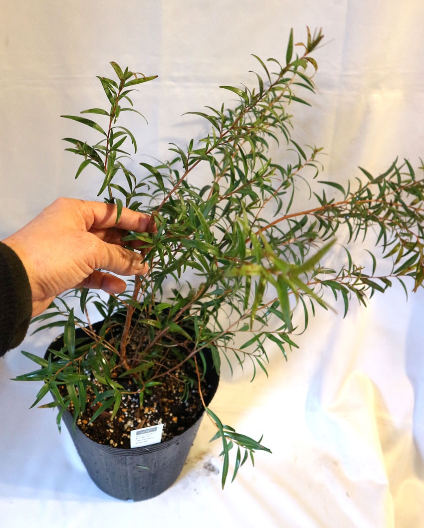 ティーツリーレモン希少な大株21cmポット(輸送しやすいように主枝を摘心しています)【ハーブ苗21cmポット/1個】