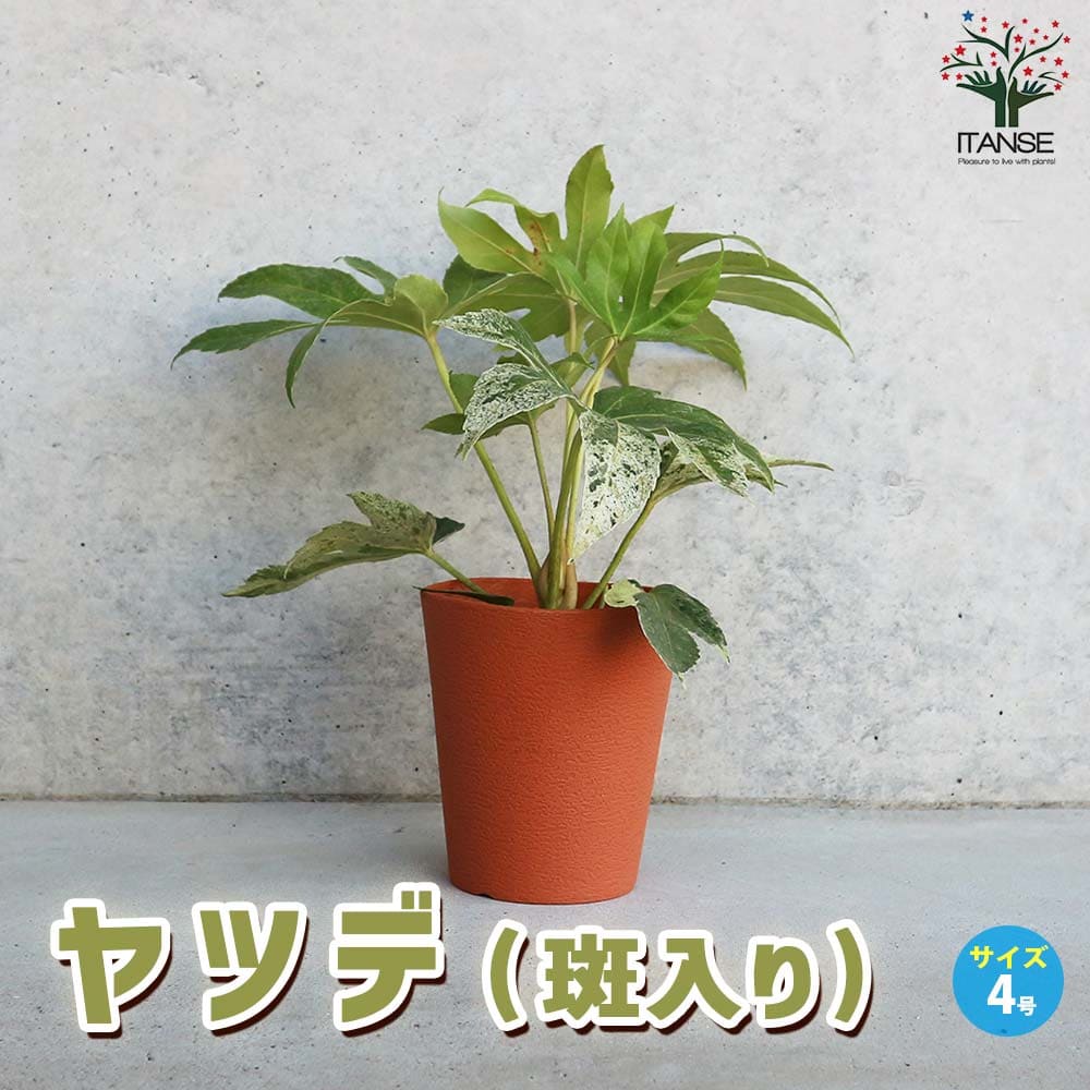 ヤツデ 斑入り(ツムギシボリ)【庭木 4号鉢】