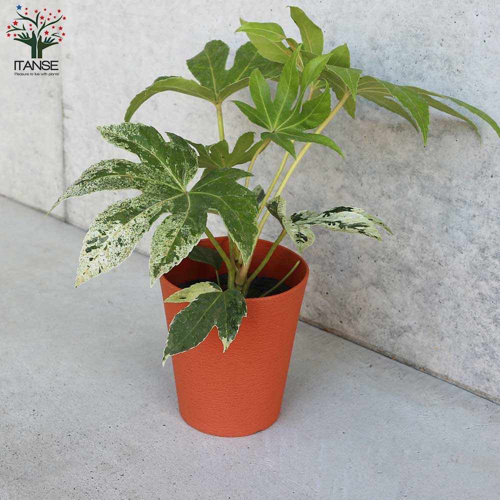 ヤツデ 斑入り(ツムギシボリ)【庭木 4号鉢】