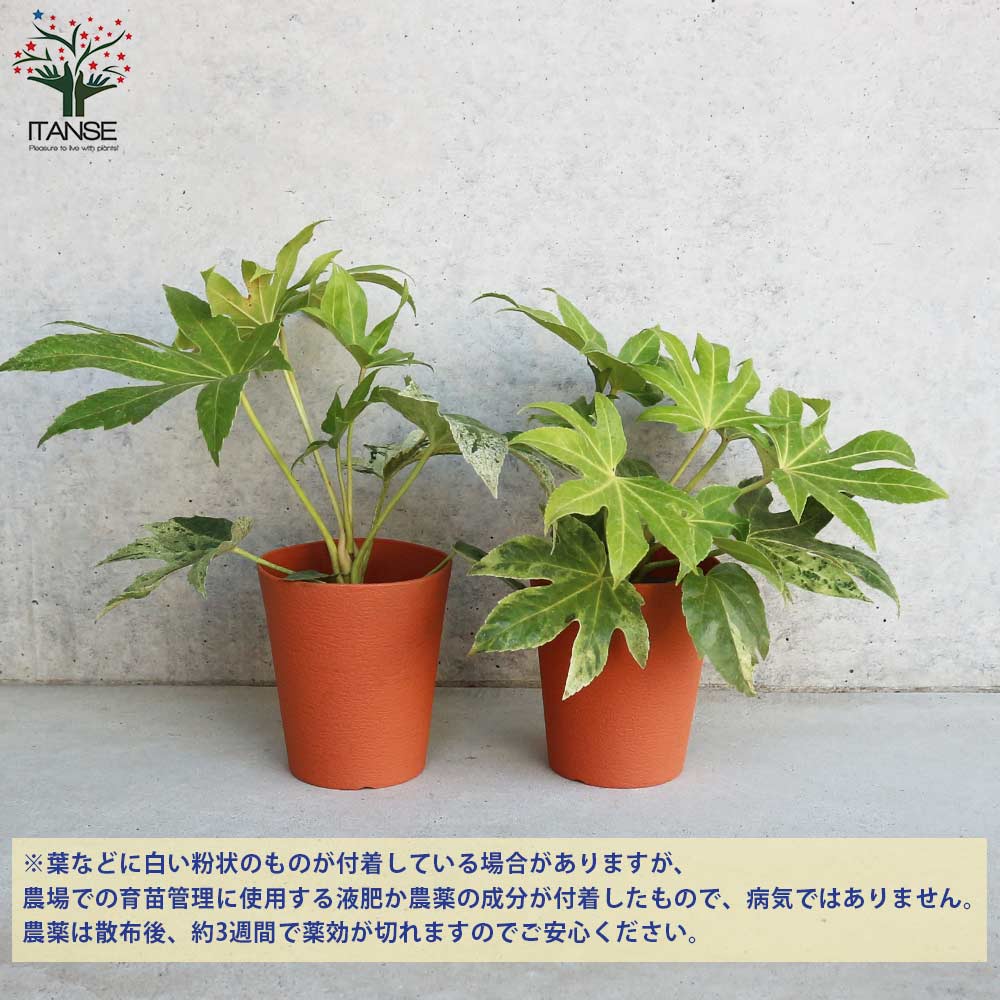 ヤツデ 斑入り(ツムギシボリ)【庭木 4号鉢】