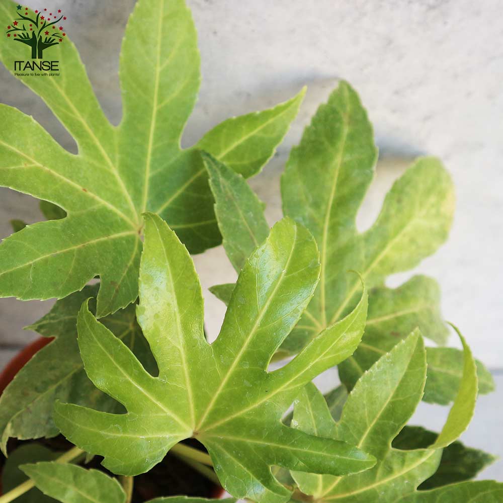 ヤツデ 斑入り(ツムギシボリ)【庭木 4号鉢】