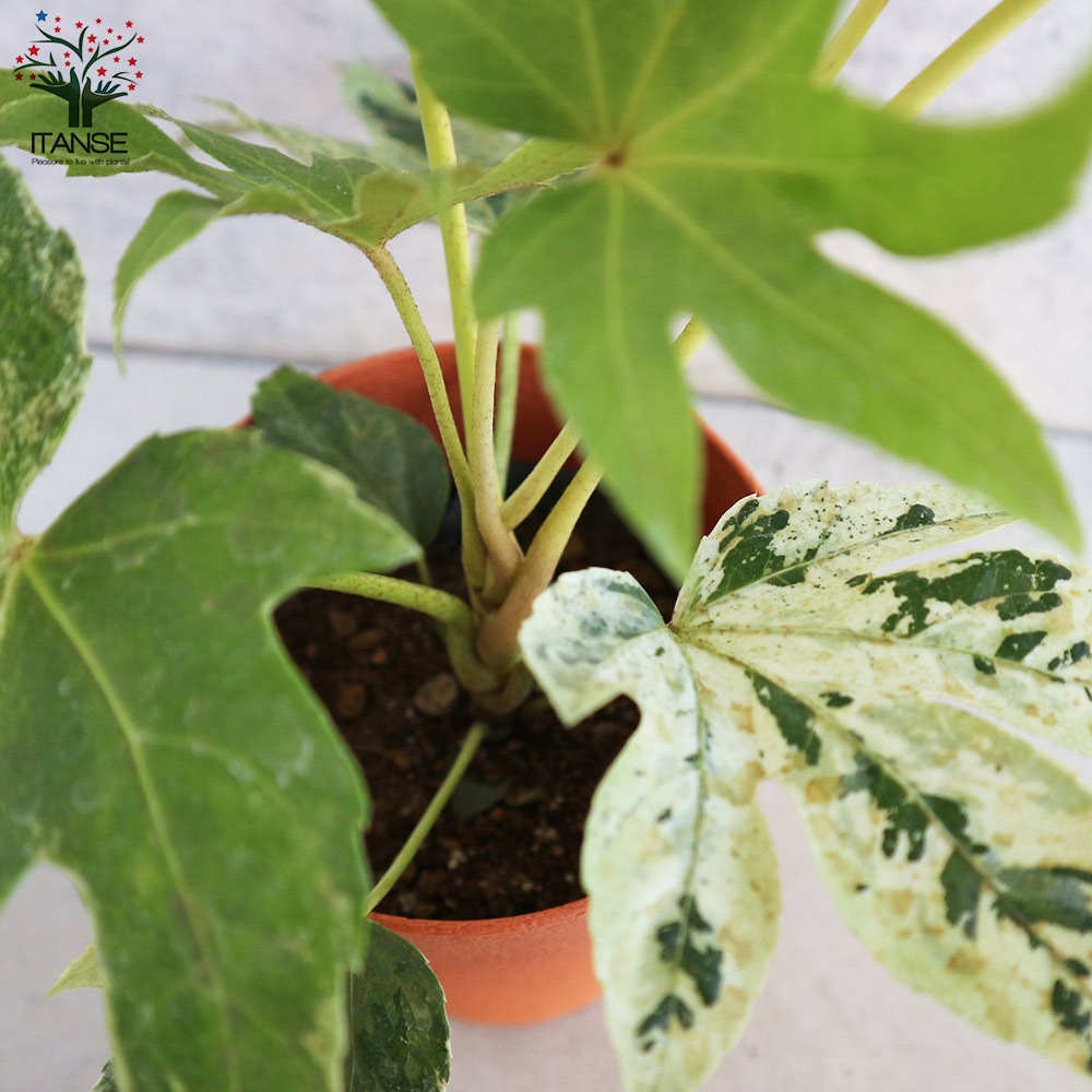 ヤツデ 斑入り(ツムギシボリ)【庭木 4号鉢】