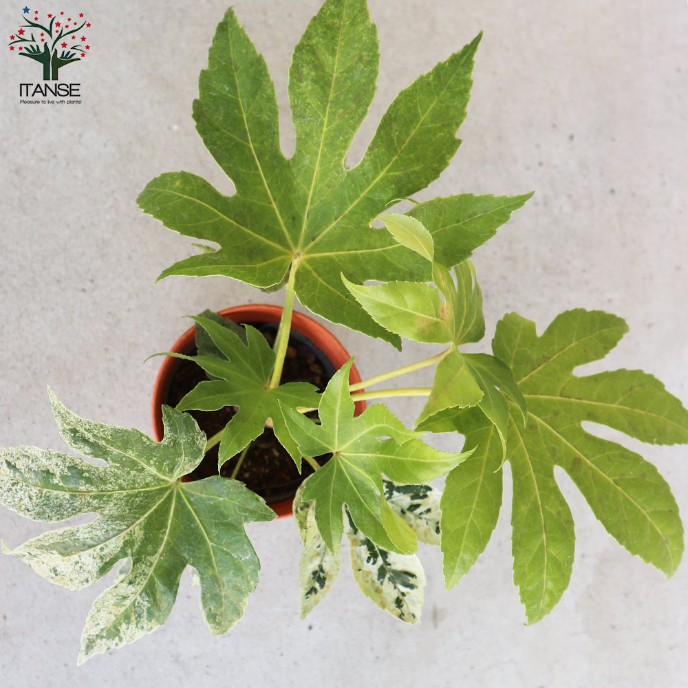 ヤツデ 斑入り(ツムギシボリ)【庭木 4号鉢】