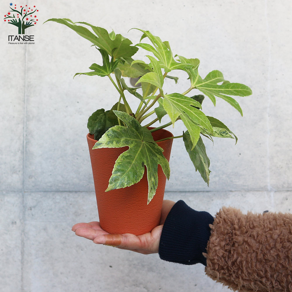 ヤツデ 斑入り(ツムギシボリ)【庭木 4号鉢】