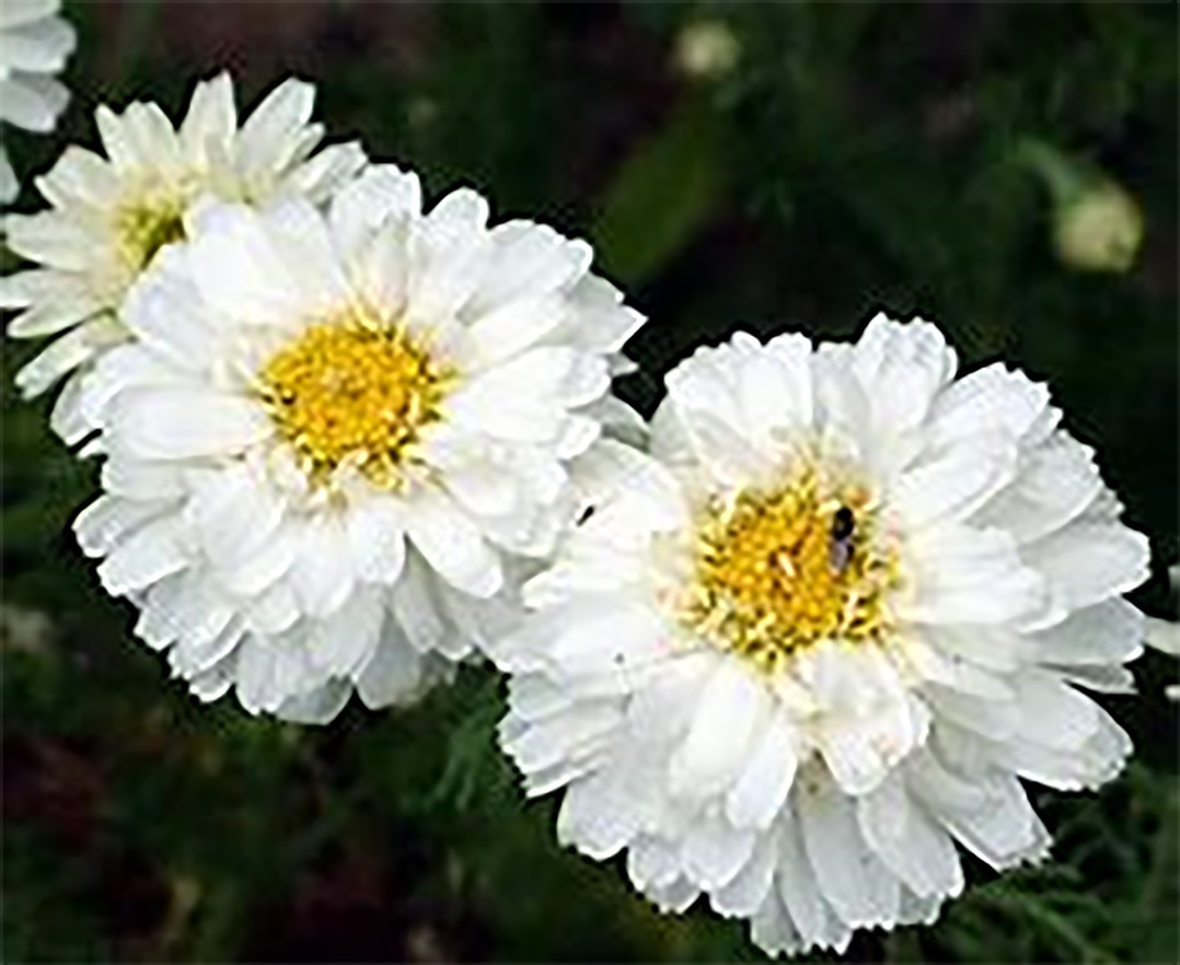 八重咲きローマン 苗 ダブルフラワーカモミール カモミール ハーブ 夏