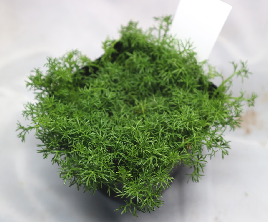 ローマンカモミールダブルフラワー」ハーブ10.5cmポット大苗 通年