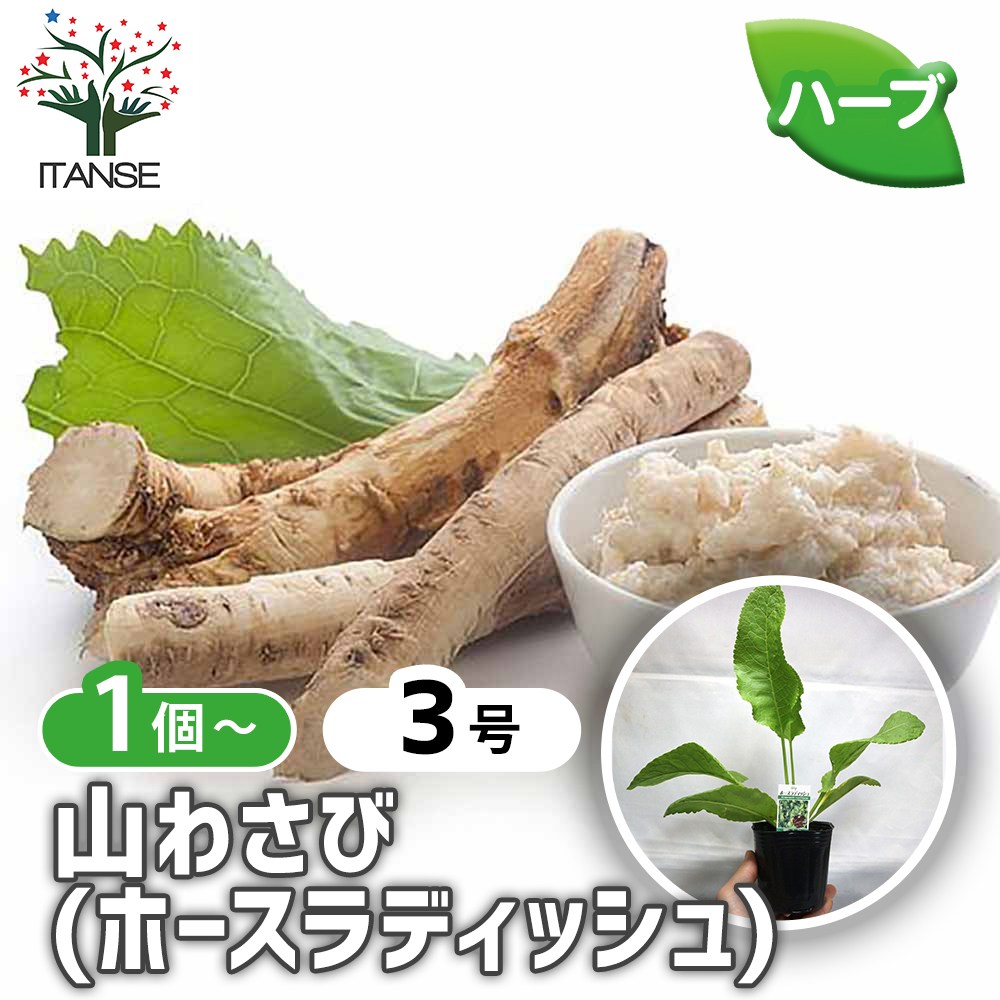 山わさび　【数量限定】苗　根　北海道　100本　+　オマケ　太さ5mm 以上 山わさび（ホースラディッシュ）【ハーブ苗9cmポット／1個
