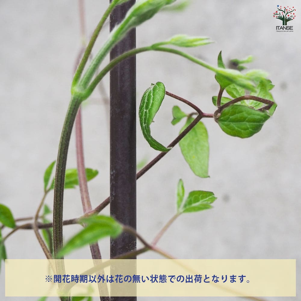 クレマチス ソングス 【花木苗 4.5号鉢／1個売り】｜ 【植物の