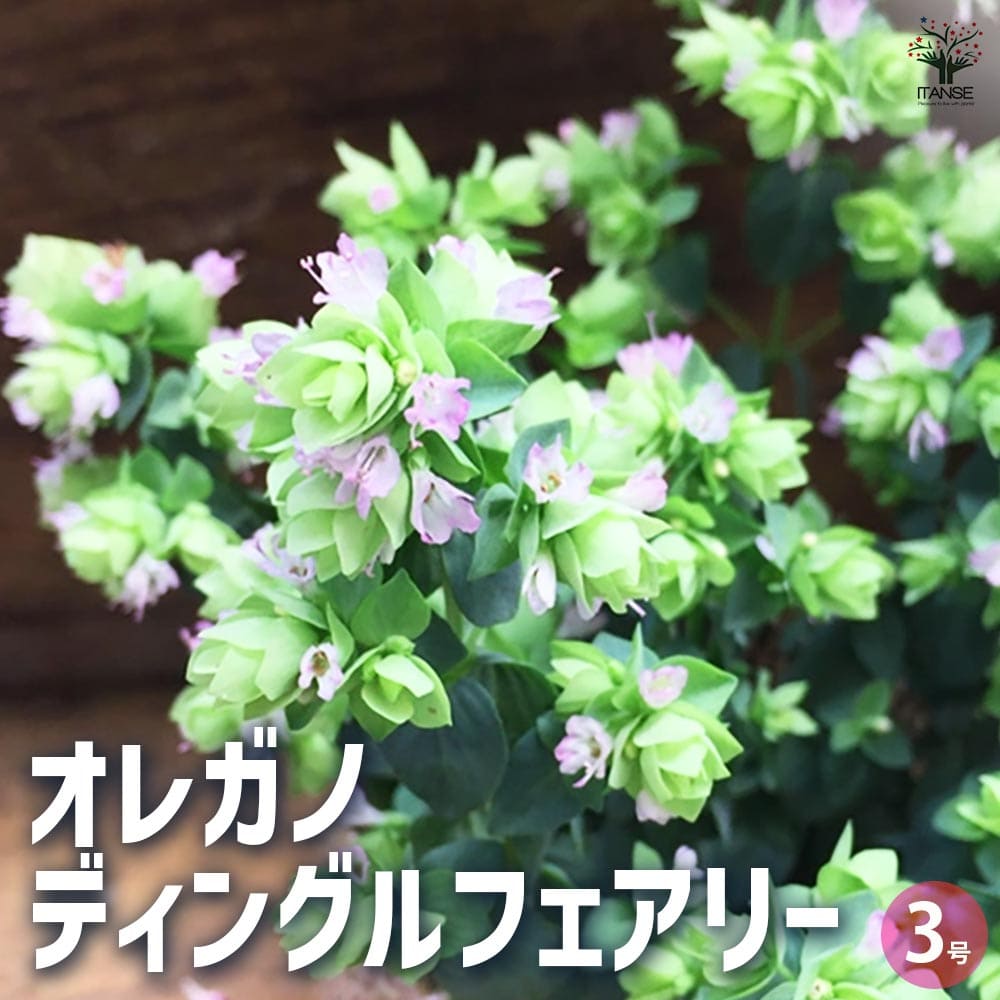 オレガノ  ディングルフェアリー 2個～【花苗 3号ポット】