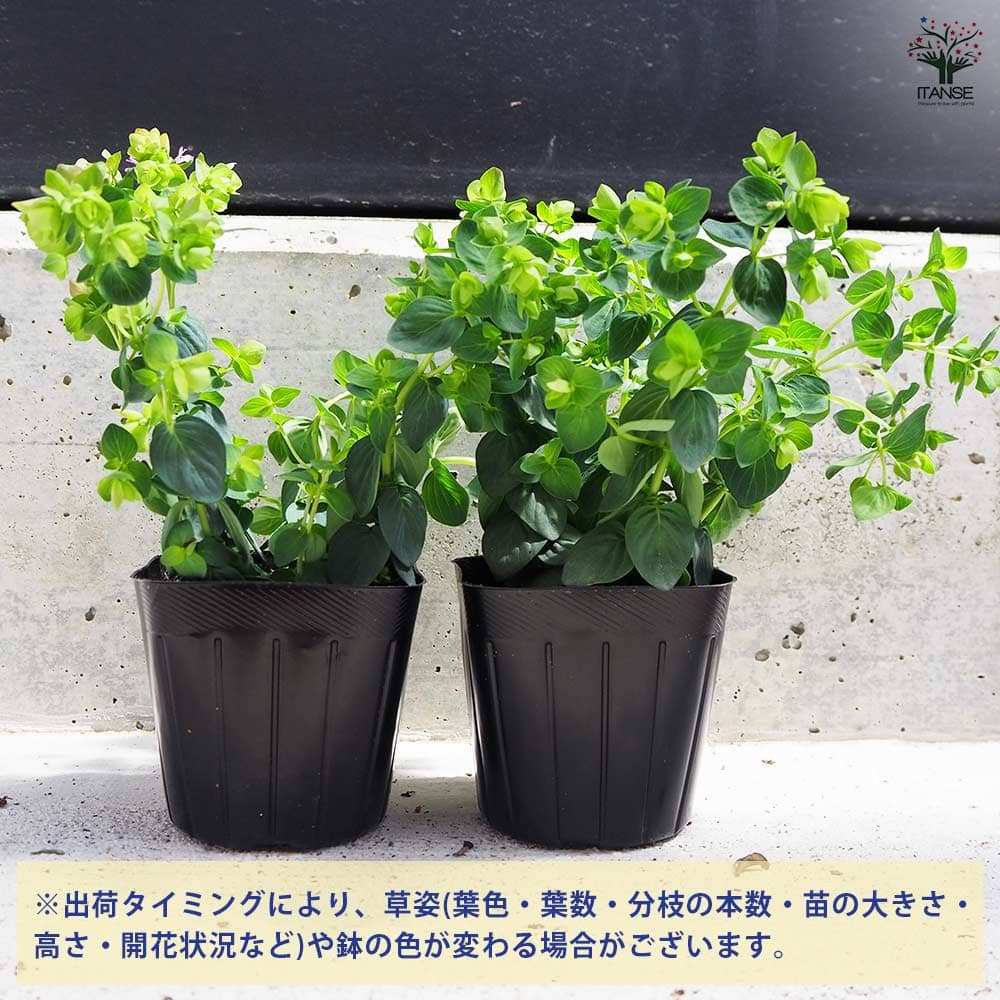 オレガノ  ディングルフェアリー 2個～【花苗 3号ポット】