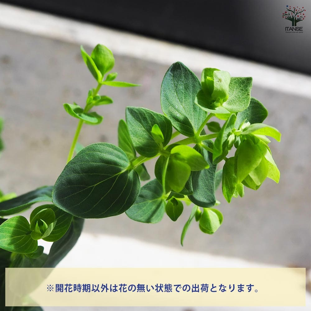 オレガノ  ディングルフェアリー 2個～【花苗 3号ポット】