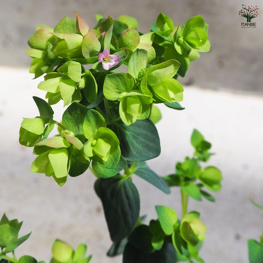 オレガノ  ディングルフェアリー 2個～【花苗 3号ポット】