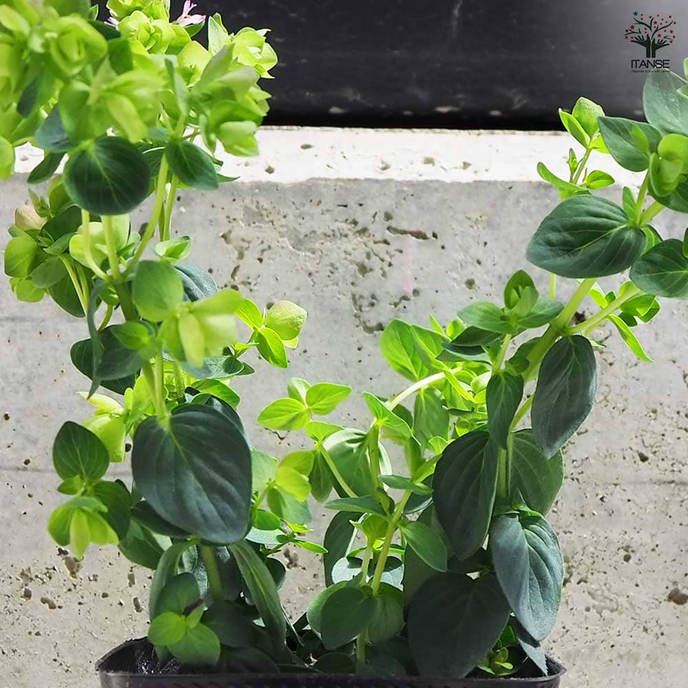 オレガノ  ディングルフェアリー 2個～【花苗 3号ポット】