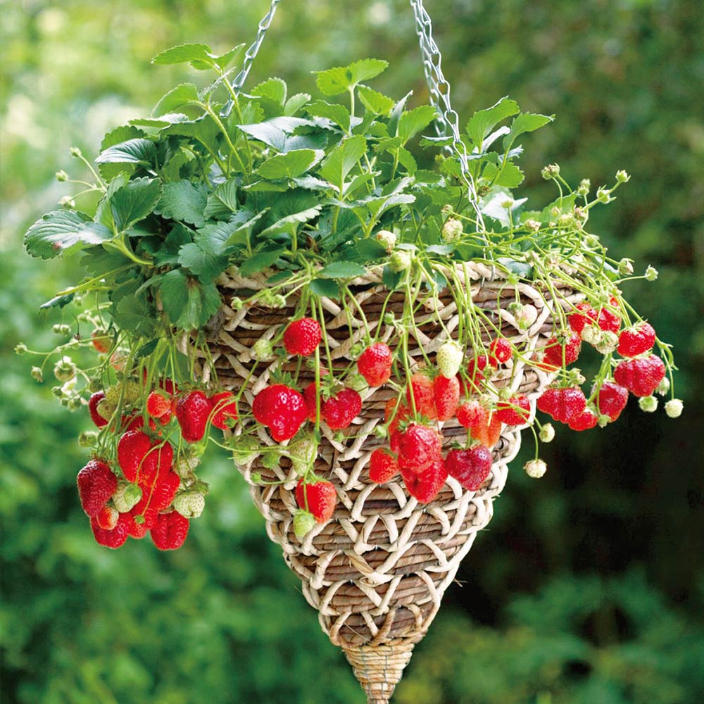 すずなり大実いちご【野菜苗 18cmポット大苗／1個】