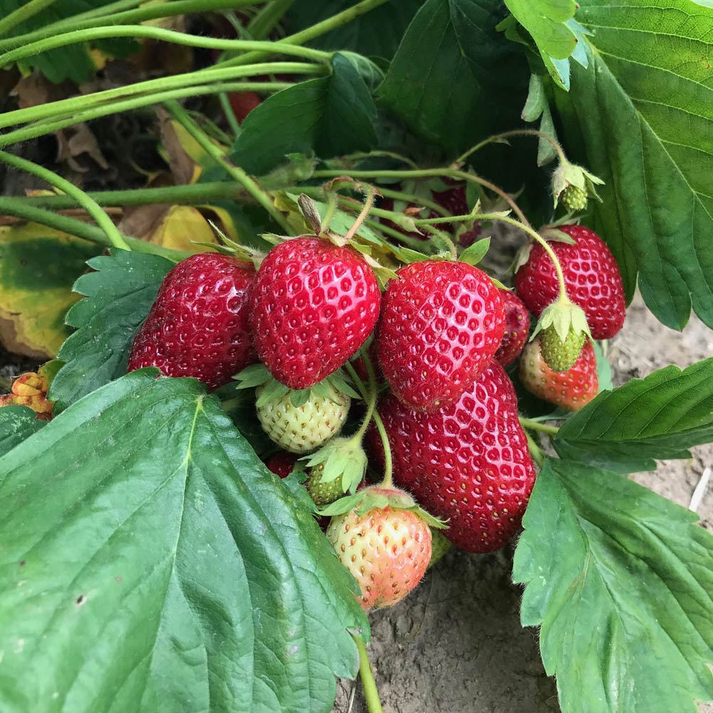 すずなり大実いちご【野菜苗 18cmポット大苗／1個】｜ 【植物の